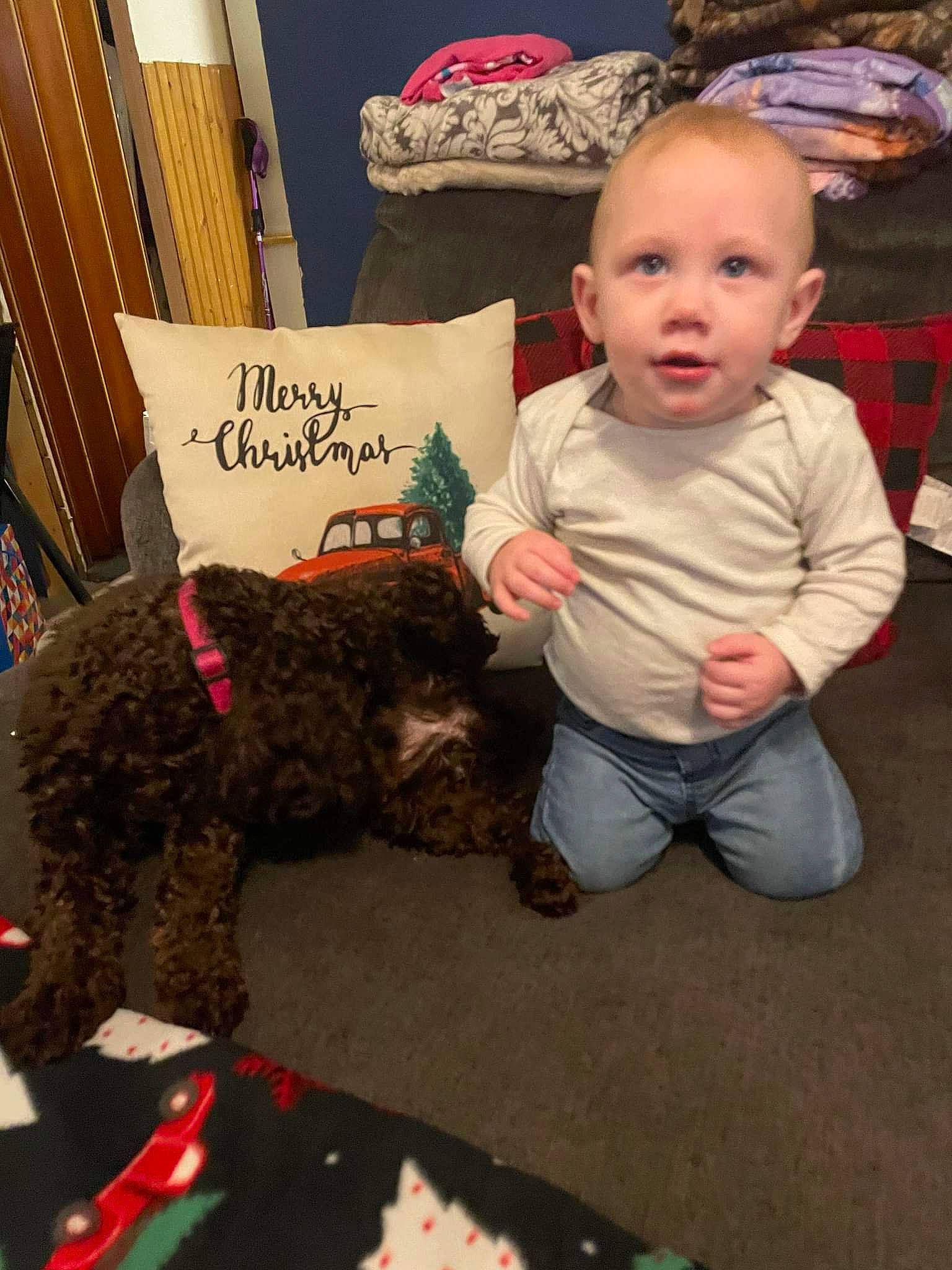 Cannon joined the competition — help win amazing prizes! baby, baby_toddler_clothing, canidae, carnivore, companion_dog, dog, dog_breed, event, flooring, fur, holiday, person, room, small_to_medium_sized_cats, sporting_group, stuffed_toy, toddler, toy, vertebrate, water_dog