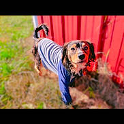 Snoop joined the competition — help win amazing prizes! dog, animal, pet, blue_sweater, fence, red_fence, grass, outdoor, curious, portrait, canine, fur, tail, ears, nature, daylight, friendly, looking_up, mammal, companion