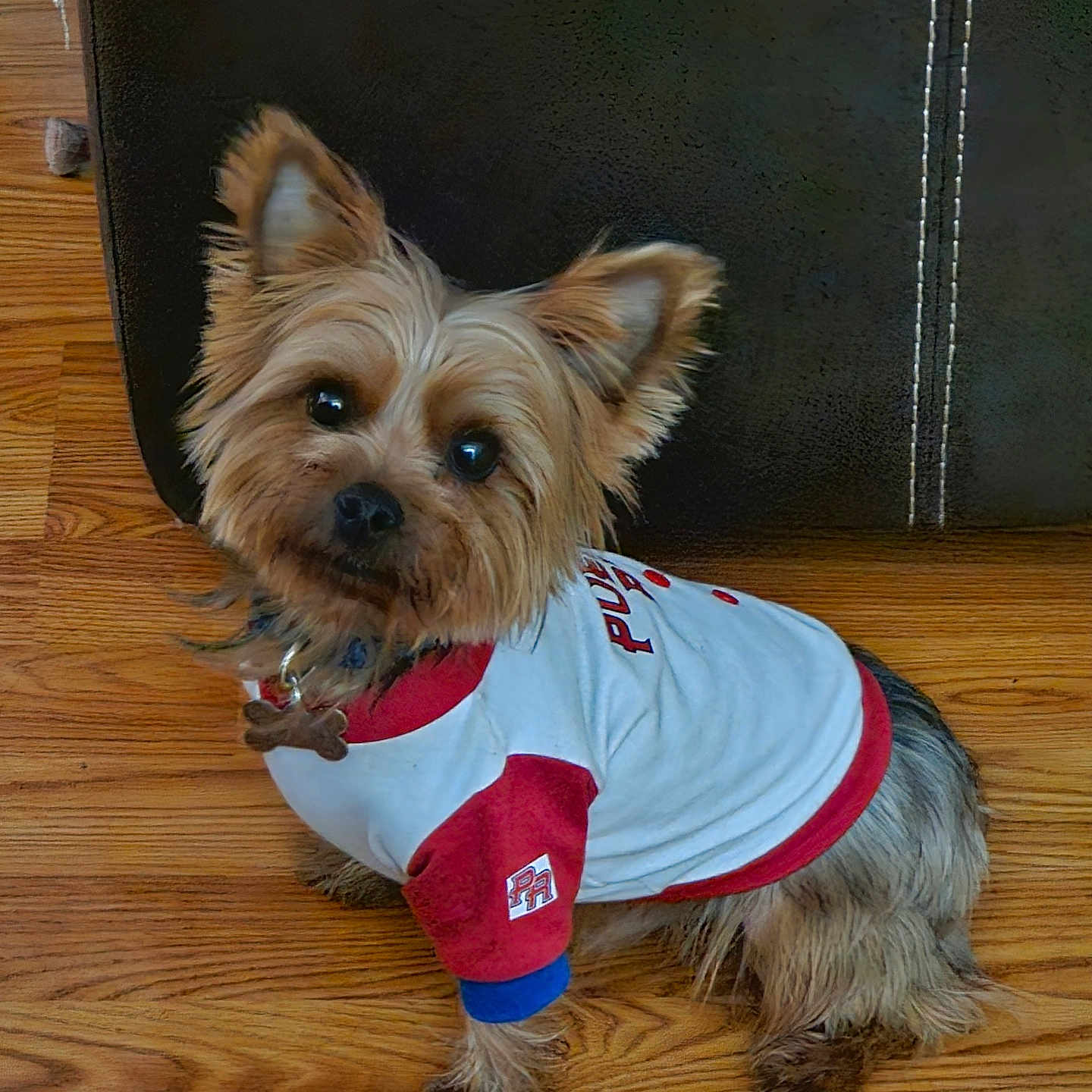 Teddy is registered to the contest to win money with this photo: accessories, affenpinscher, animal, canine, clothing, couch, dog, furniture, hardwood, indoors, interiordesign, leash, pet, plywood, puppy, sphere, strap, t_shirt, terrier, wood