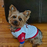 Teddy joined the competition — help win amazing prizes! accessories, affenpinscher, animal, canine, clothing, couch, dog, furniture, hardwood, indoors, interiordesign, leash, pet, plywood, puppy, sphere, strap, t_shirt, terrier, wood