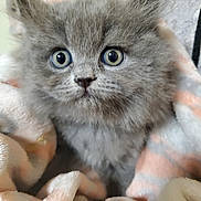 Luna joined the competition — help win amazing prizes! animal, blanket, cat, closeup, comfort, cozy, curious, cute, domestic_animal, fluffy, fur, gray_fur, indoor, kitten, pet, resting, small, soft_texture, wide_eyes, young