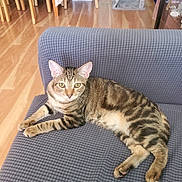 Gilgil is registered to the contest to win money with this photo: animal, cat, cozy, domestic_cat, ears, eyes, fur, furniture, gray_couch, home, indoor, living_room, paws, pet, relaxed, resting, striped, tabby_cat, whiskers, wooden_floor