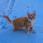 Clancy is registered to the contest to win money with this photo: cat, orange_tabby, kitten, snow, winter, outdoors, paws, paw_print, footprints, tail, whiskers, feline, pet, animal, curious, looking_at_camera, snowy_ground, portrait, standing, white_chest
