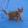 cat, orange_tabby, kitten, snow, winter, outdoors, paws, paw_print, footprints, tail, whiskers, feline, pet, animal, curious, looking_at_camera, snowy_ground, portrait, standing, white_chest