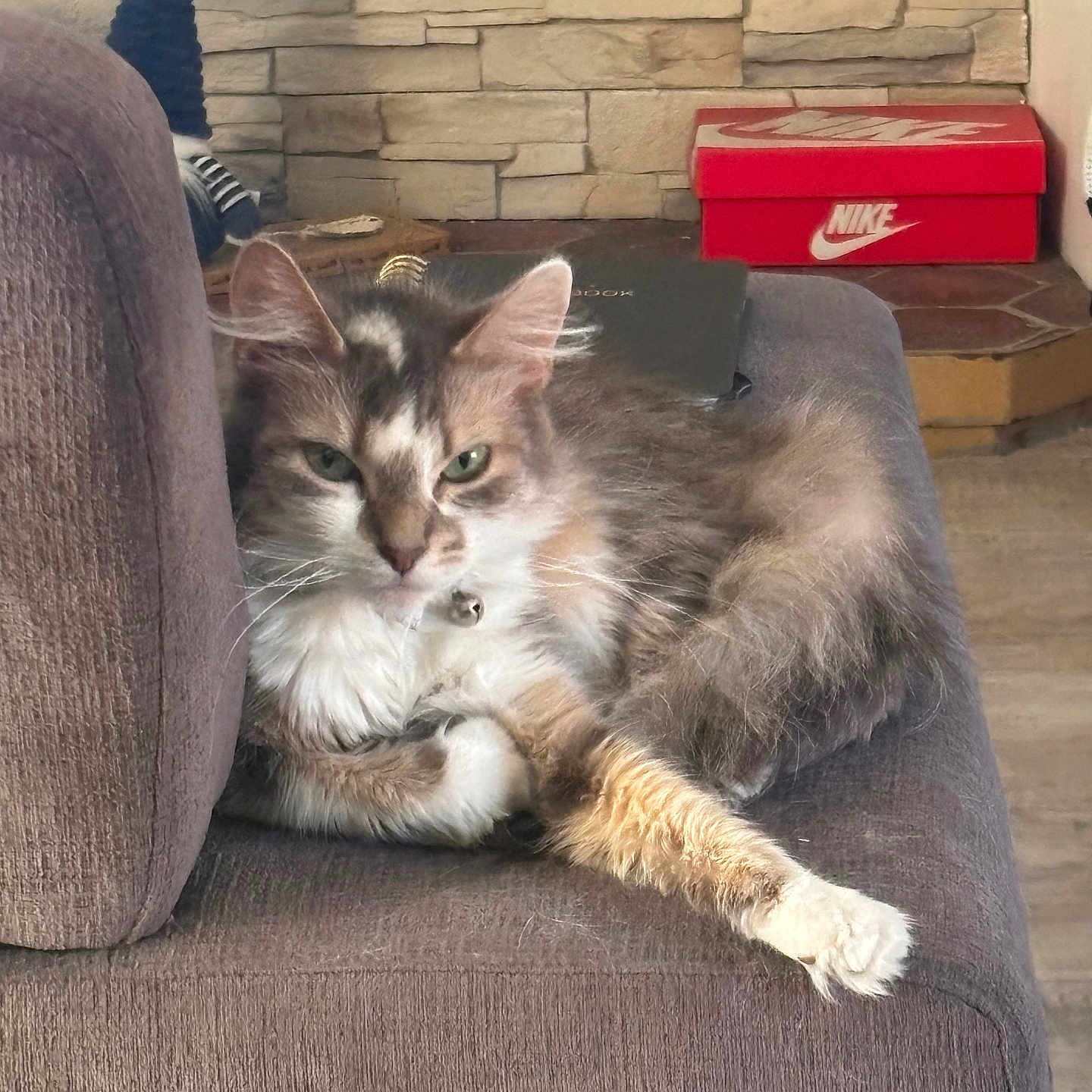 Maya participe au concours pour gagner de l'argent avec cette photo : animal, architecture, armchair, box, brick, building, cat, chair, couch, cushion, furniture, homedecor, indoors, interiordesign, kitten, livingroom, manx, person, pet, room