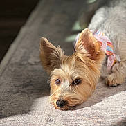 Chiquis joined the competition — help win amazing prizes! dog, yorkshire_terrier, small_dog, pet, animal, lying_down, couch, indoors, sunlight, portrait, close_up, fluffy, brown_fur, white_fur, pointed_ears, dark_eyes, black_nose, rainbow_clothing, relaxed, home