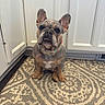 animal, cabinet, canine, carpet, collar, cute, dog, domestic, ears, floor, french_bulldog, fur, home, indoor, kitchen, looking_up, patterned_rug, pet, sitting, snout