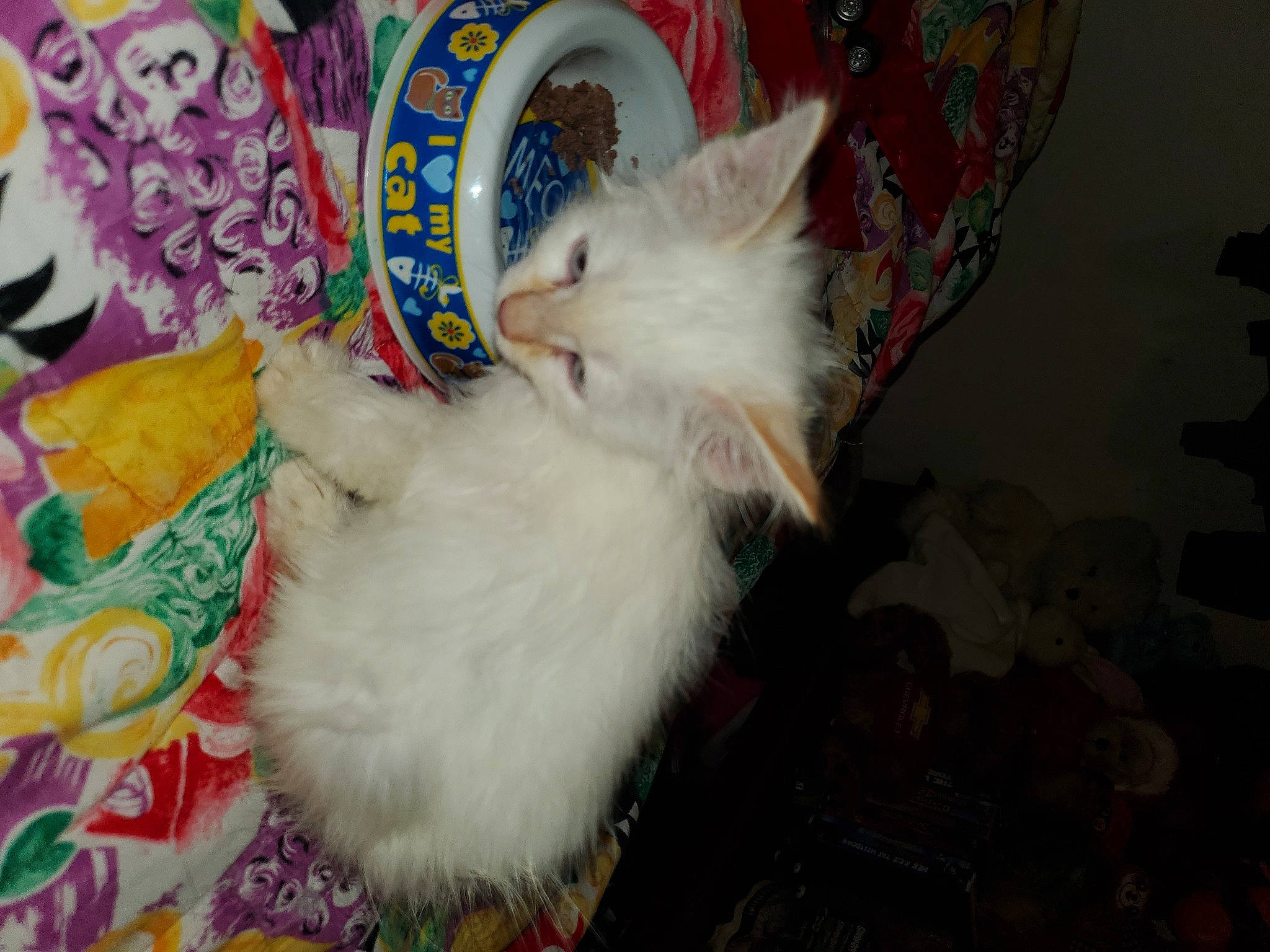 Ariel joined the competition — help win amazing prizes! art, canidae, cat, claw, companion_dog, dog_breed, domestic_short_haired_cat, event, felidae, fur, linens, pattern, paw, room, small_to_medium_sized_cats, tail, toy, visual_arts, whiskers