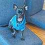 Daisymae is registered to the contest to win money with this photo: dog, small_dog, black_dog, blue_sweater, pet, indoor, cushion, chair, wooden_floor, sitting, animal, cute, attentive, pet_clothing, domestic_animal, companion, house, cozy, portrait, furniture