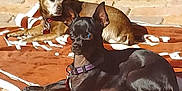 Daisymae joined the competition — help win amazing prizes! dog, brown_dog, black_dog, blanket, sunlight, outdoor, resting, collar, pet, relaxing, stone_wall, animal, canine, daylight, fur, ears, paw, companion, shadow, quiet