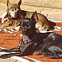 dog, brown_dog, black_dog, blanket, sunlight, outdoor, resting, collar, pet, relaxing, stone_wall, animal, canine, daylight, fur, ears, paw, companion, shadow, quiet