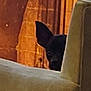 Daisymae joined the competition — help win amazing prizes! dog, black_dog, peeking, couch, furniture, indoor, curtains, orange_curtains, cozy, animal, pet, ears, shadow, wall, home, room, hidden, quiet, watchful, curious