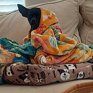 Daisymae joined the competition — help win amazing prizes! dog, blanket, couch, pet_bed, indoor, cozy, black_dog, small_dog, wrapped, soft, furniture, animal, resting, cute, ears, home, relaxed, comfort, snuggled, colorful_blanket