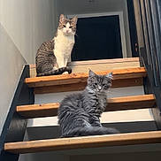 Arès participe au concours pour gagner de l'argent avec cette photo : cat, kitten, staircase, stairs, wooden_stairs, railing, indoor, pet, feline, grey_cat, tabby_cat, pair, portrait, sitting, fur, whiskers, looking_at_camera, home_interior, minimalist, banister