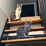 cat, kitten, staircase, stairs, wooden_stairs, railing, indoor, pet, feline, grey_cat, tabby_cat, pair, portrait, sitting, fur, whiskers, looking_at_camera, home_interior, minimalist, banister