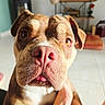 dog, brown_and_white, close_up, portrait, large_nose, pink_nose, tongue, floppy_ears, short_hair, pet, indoors, living_room, television, furniture, floor, hand, petting, funny_expression, white_chest, animal_photography