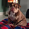 Naya a rejoint le concours — aidez-le/la à gagner de superbes lots ! dog, bulldog, pet, animal, portrait, sitting, indoors, bed, blanket, quilt, colorful, brown_fur, white_chest, wrinkles, folded_ears, short_snout, serious_expression, fireplace, warm_lighting, home
