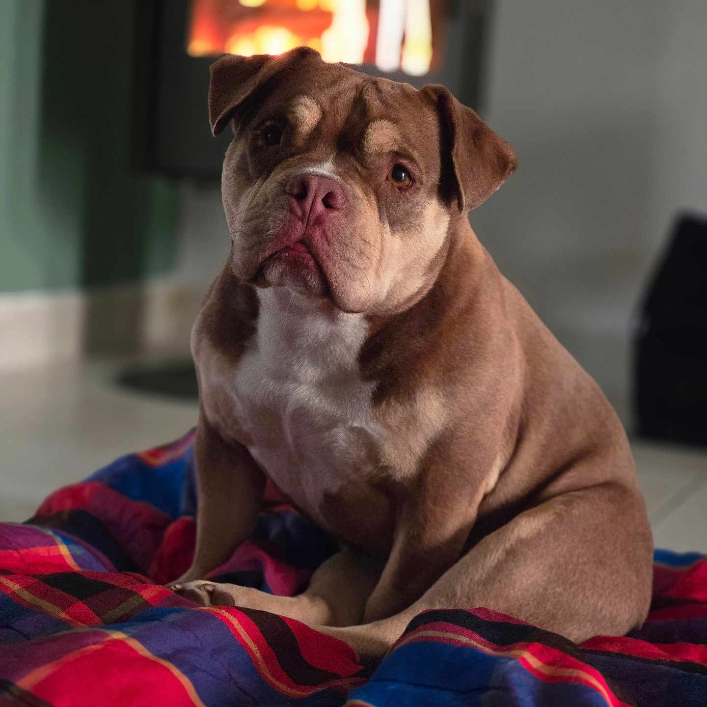 Naya a rejoint le concours — aidez-le/la à gagner de superbes lots ! dog, bulldog, pet, animal, portrait, sitting, indoors, bed, blanket, quilt, colorful, brown_fur, white_chest, wrinkles, folded_ears, short_snout, serious_expression, fireplace, warm_lighting, home