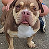 Naya a rejoint le concours — aidez-le/la à gagner de superbes lots ! dog, bulldog, canine, pet, animal, brown_fur, white_chest, pink_nose, floppy_ears, wrinkled_face, sitting, portrait, close_up, looking_at_camera, indoor, carpet, person, hand, sports_shirt, funny_expression