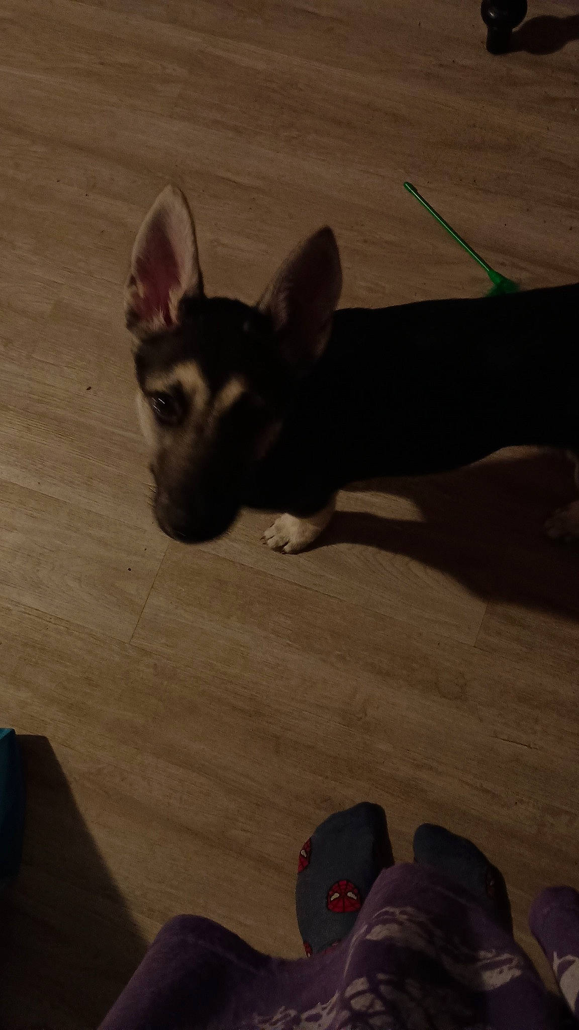 Gypsy joined the competition — help win amazing prizes! carnivore, chihuahua, companion_dog, dog, dog_breed, ear, fawn, flooring, fur, grey, hardwood, paw, russkiy_toy, snout, tail, terrestrial_animal, toy_dog, whiskers, wood, working_animal