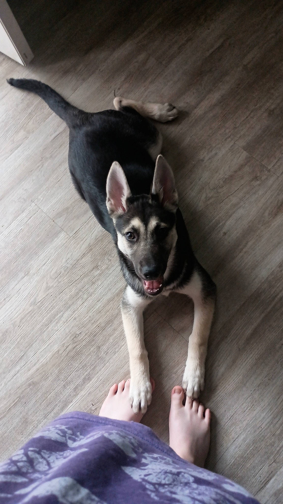 Gypsy joined the competition — help win amazing prizes! canidae, carmine, carnivore, chihuahua, comfort, companion_dog, dog, dog_breed, dog_supply, fawn, fur, grey, hardwood, paw, snout, sporting_group, toy_dog, whiskers, wood, working_animal