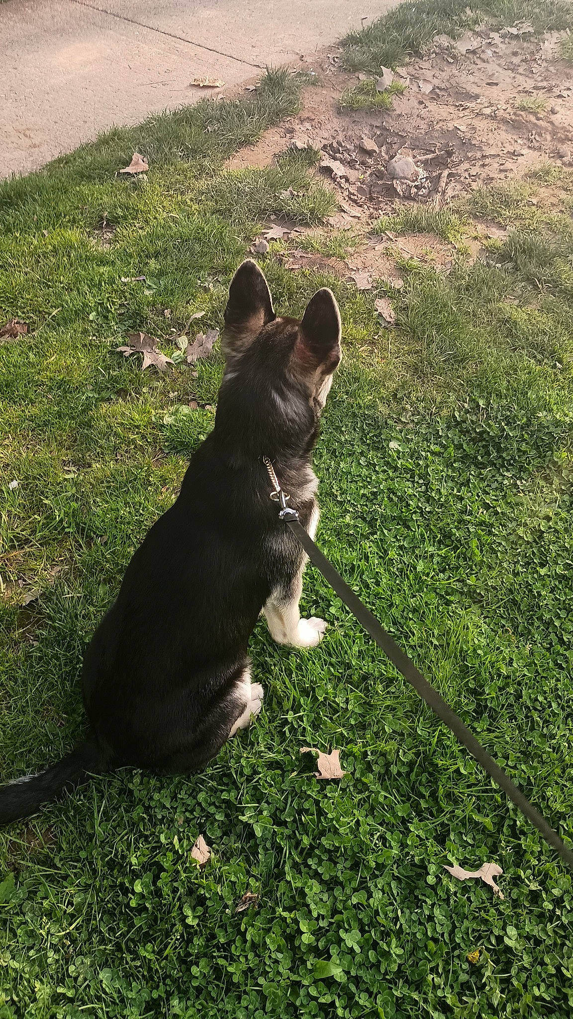 Gypsy is registered to the contest to win money with this photo: canidae, carnivore, companion_dog, dog, dog_breed, eye, felidae, grass, grassland, groundcover, lawn, plant, shadow, small_to_medium_sized_cats, soil, sporting_group, tail, terrestrial_animal, tree, whiskers