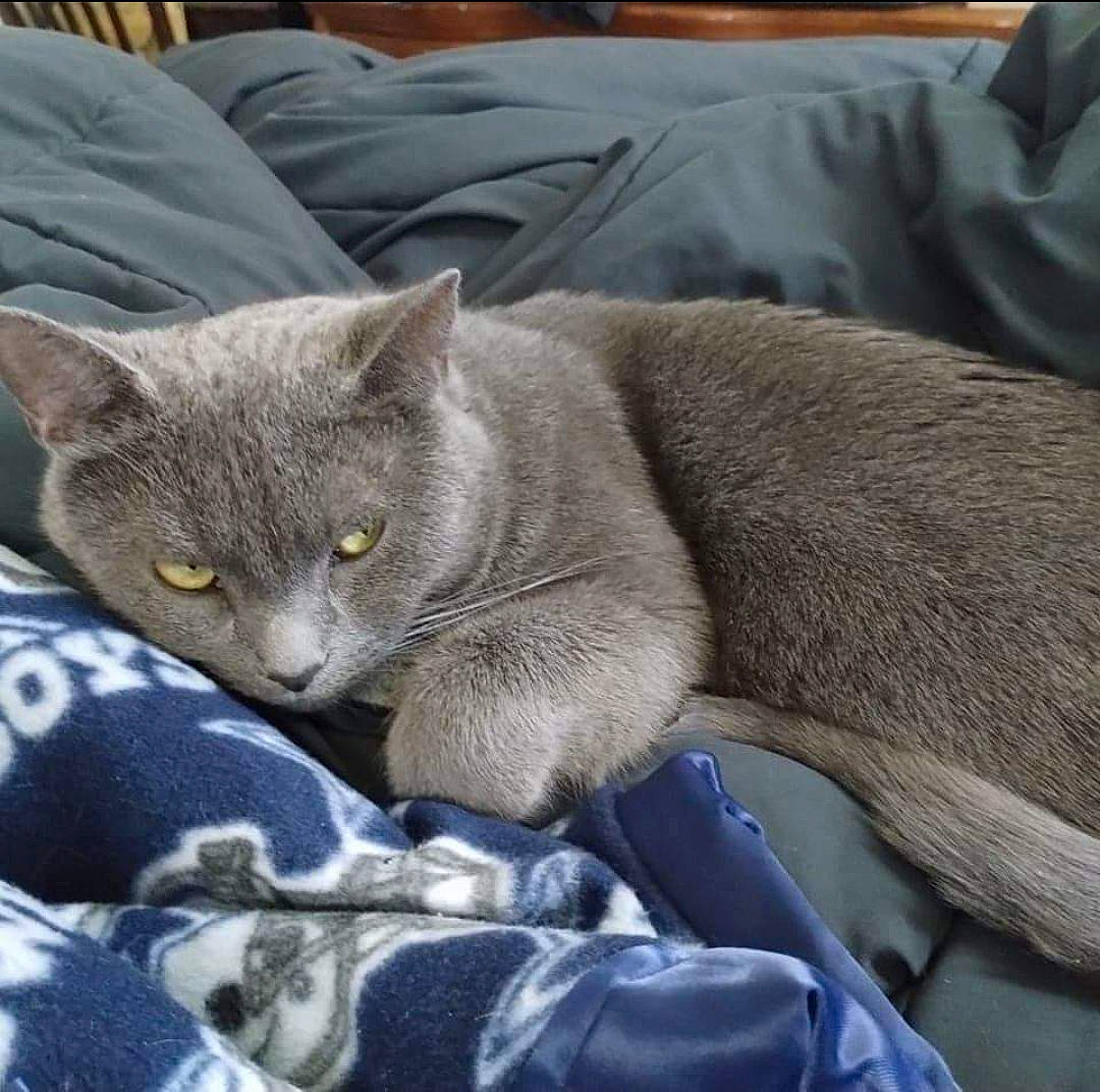 Fred joined the competition — help win amazing prizes! carnivore, cat, chartreux, comfort, domestic_short_haired_cat, electric_blue, felidae, fur, grey, nap, paw, russian_blue, sitting, small_to_medium_sized_cats, snout, tail, terrestrial_animal, whiskers