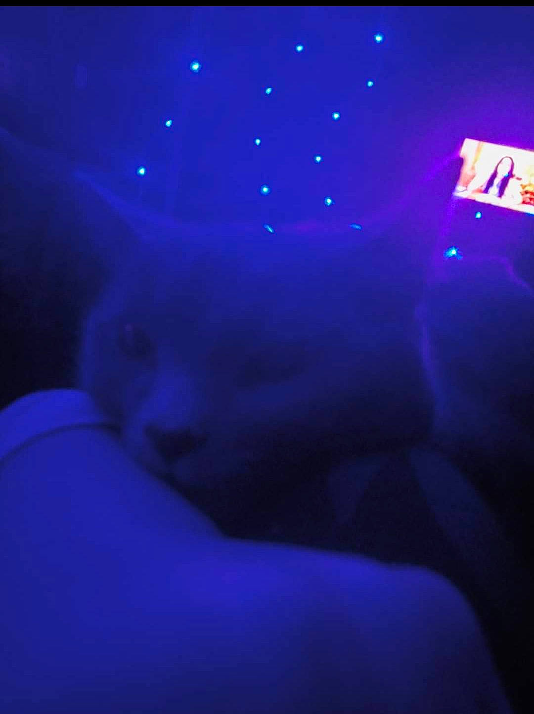 Fred joined the competition — help win amazing prizes! automotive_lighting, blue, carnivore, cat, comfort, darkness, electric_blue, entertainment, event, felidae, fur, magenta, midnight, purple, sky, small_to_medium_sized_cats, space, tail, violet, whiskers