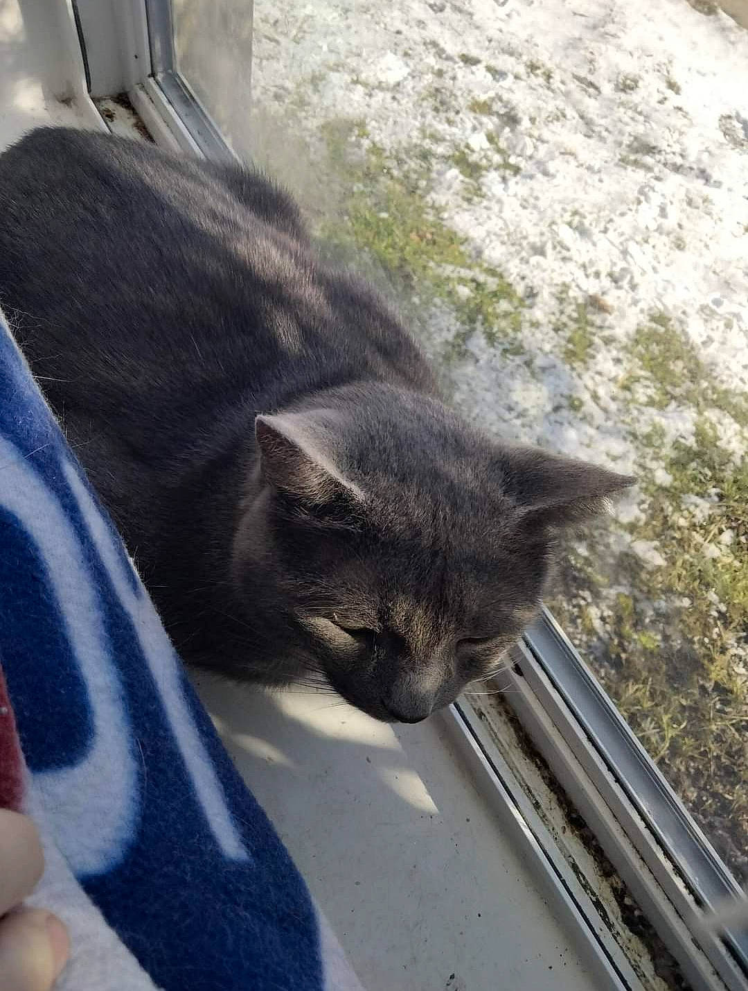 Fred is registered to the contest to win money with this photo: black_cat, carnivore, cat, claw, comfort, domestic_short_haired_cat, felidae, fur, grass, plant, small_to_medium_sized_cats, snout, tail, terrestrial_animal, tree, whiskers, window