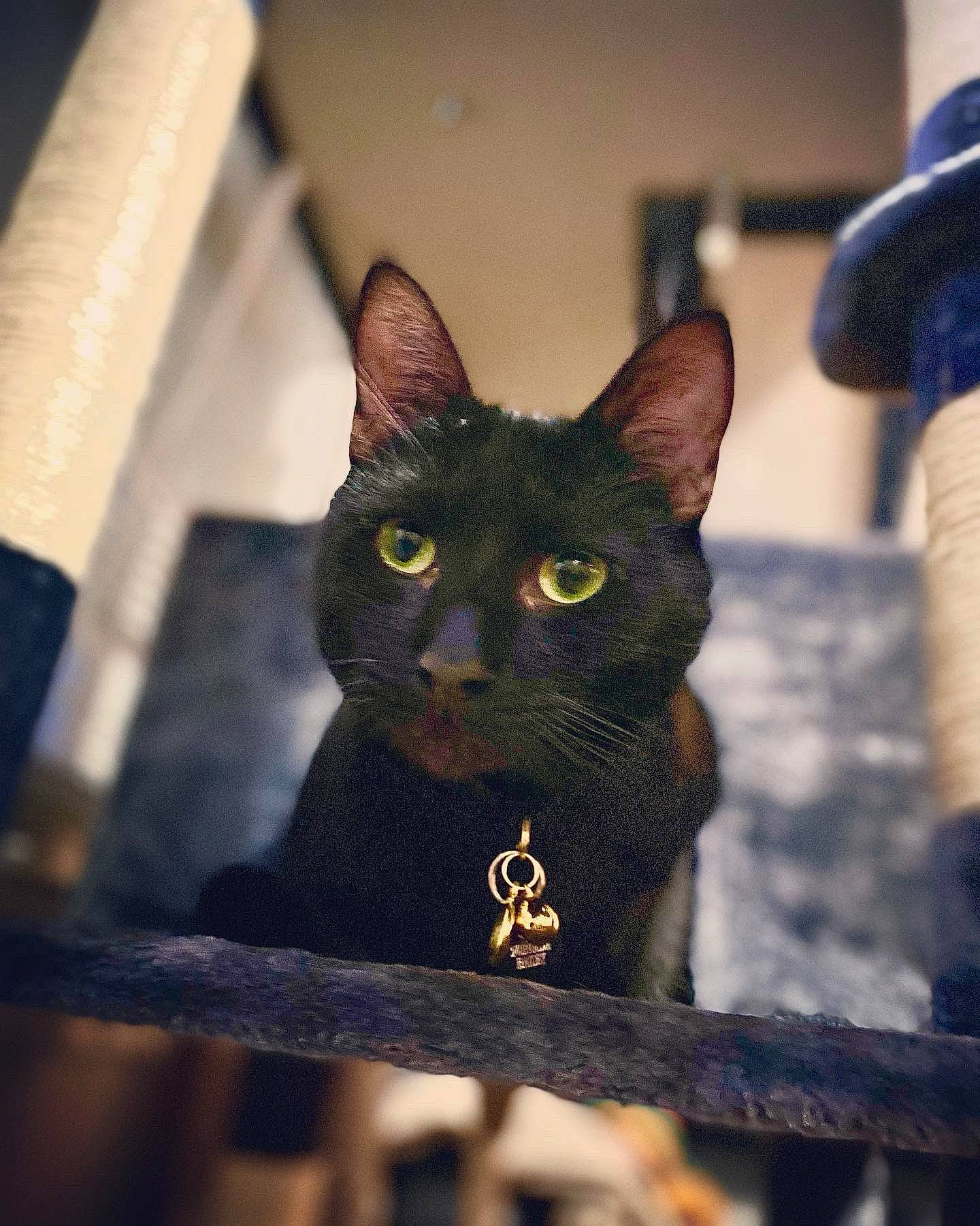 Brick is registered to the contest to win money with this photo: bombay, carnivore, cat, domestic_short_haired_cat, felidae, fur, pet_supply, small_to_medium_sized_cats, snout, terrestrial_animal, whiskers, wood