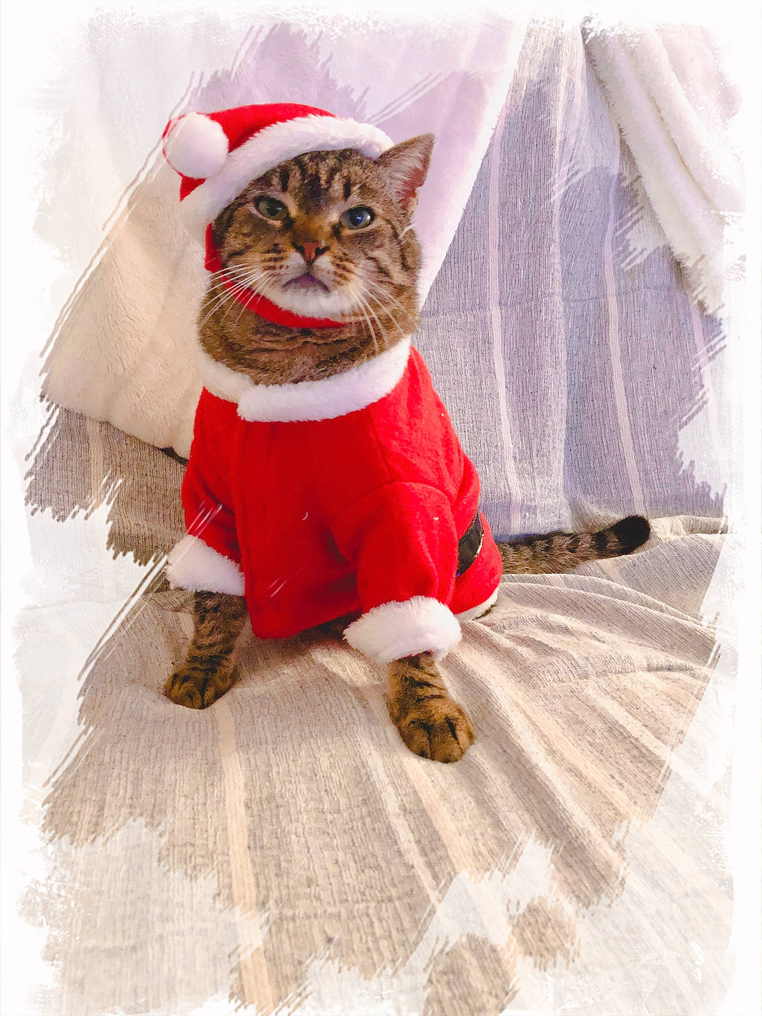 Boule a rejoint le concours — aidez-le/la à gagner de superbes lots ! carnivore, cat, christmas, felidae, fictional_character, illustration, kitten, maine_coon, norwegian_forest_cat, red, santa_claus, small_to_medium_sized_cats, tabby_cat, whiskers, winter
