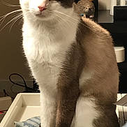 Nino a rejoint le concours — aidez-le/la à gagner de superbes lots ! aegean_cat, american_wirehair, asian, carnivore, cat, domestic_short_haired_cat, felidae, german_rex, japanese_bobtail, javanese, mammal, ojos_azules, oriental_longhair, paw, polydactyl_cat, small_to_medium_sized_cats, snout, snowshoe, tail, whiskers