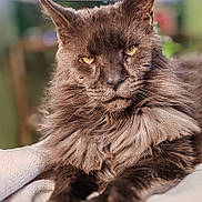 Maestro a rejoint le concours — aidez-le/la à gagner de superbes lots ! abyssinian, angora, animal, blackcat, cat, kitten, manx, pet, siamese, snout, wood