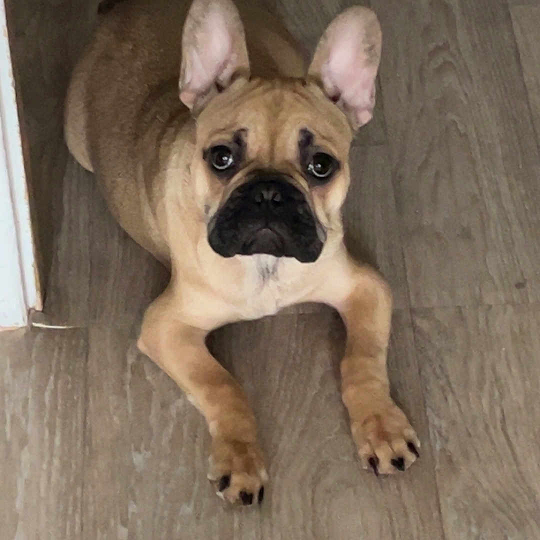 Vicky a rejoint le concours — aidez-le/la à gagner de superbes lots ! animal, boxer, bulldog, canine, dog, frenchbulldog, hardwood, indoors, interiordesign, pet, pitbull, pug, puppy, wood