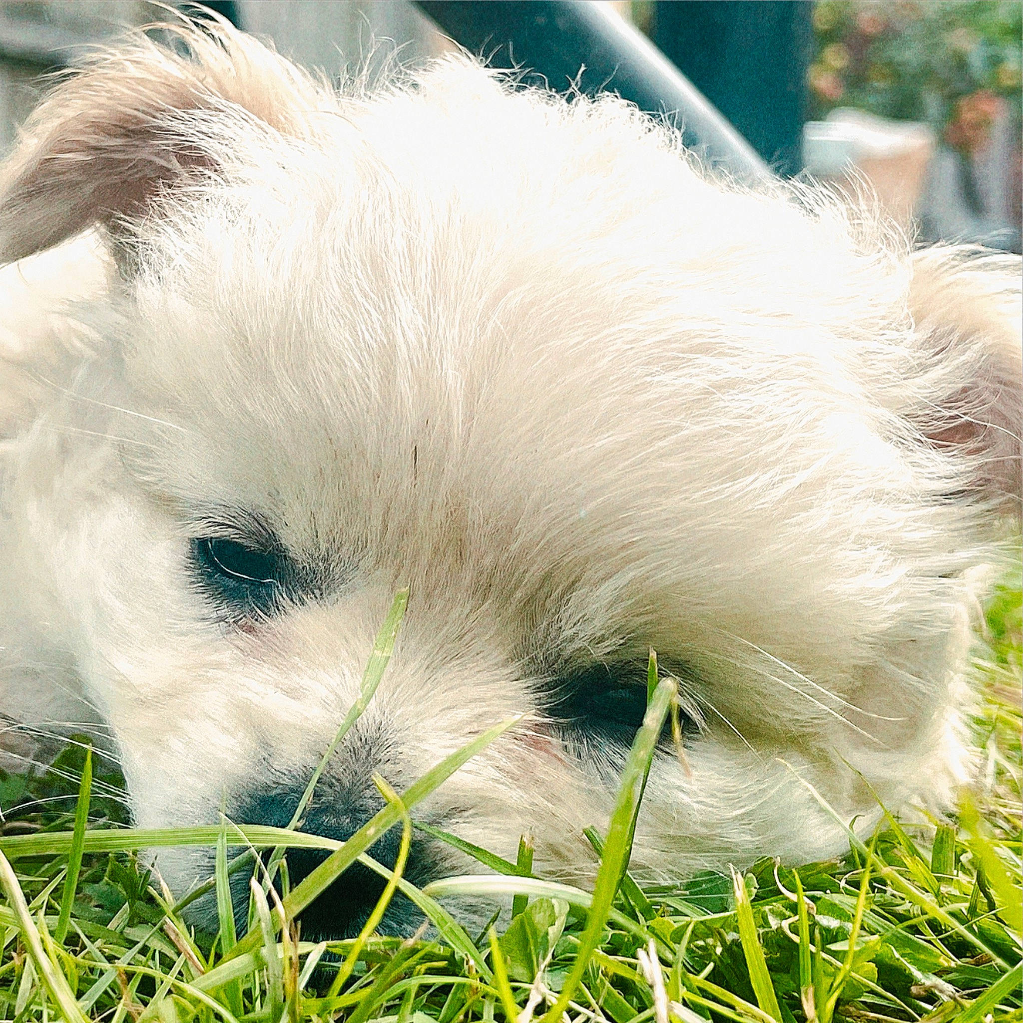 Beaux joined the competition — help win amazing prizes! ball, canidae, carnivore, companion_dog, dog, dog_breed, felidae, fur, grass, nap, plant, puppy_love, samoyed, snout, sporting_group, terrestrial_animal, terrier, toy, toy_dog, whiskers