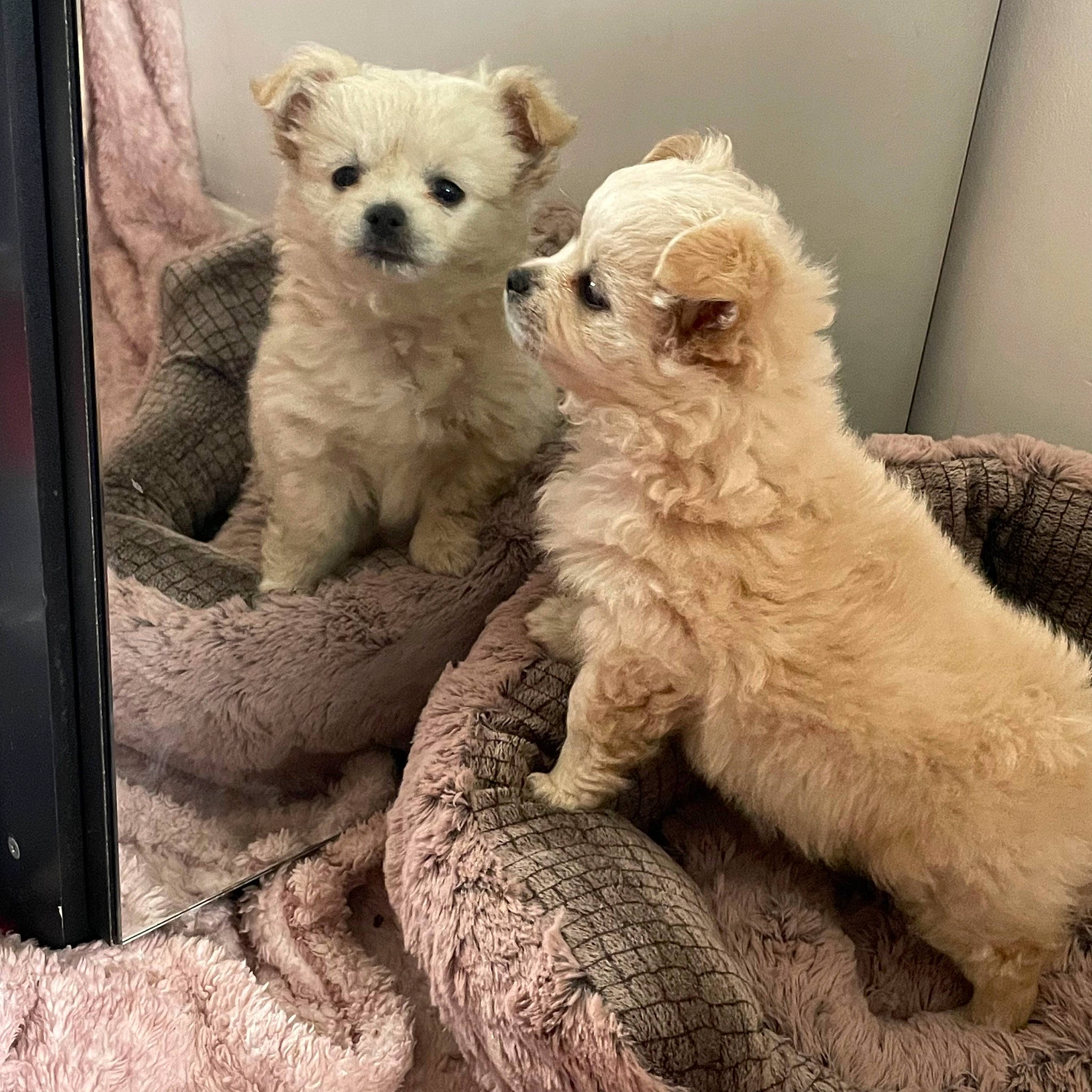 Beaux joined the competition — help win amazing prizes! canidae, carnivore, comfort, companion_dog, dog, dog_breed, dog_supply, fur, non_sporting_group, small_terrier, snout, sporting_group, tail, terrestrial_animal, toy, water_dog, working_animal