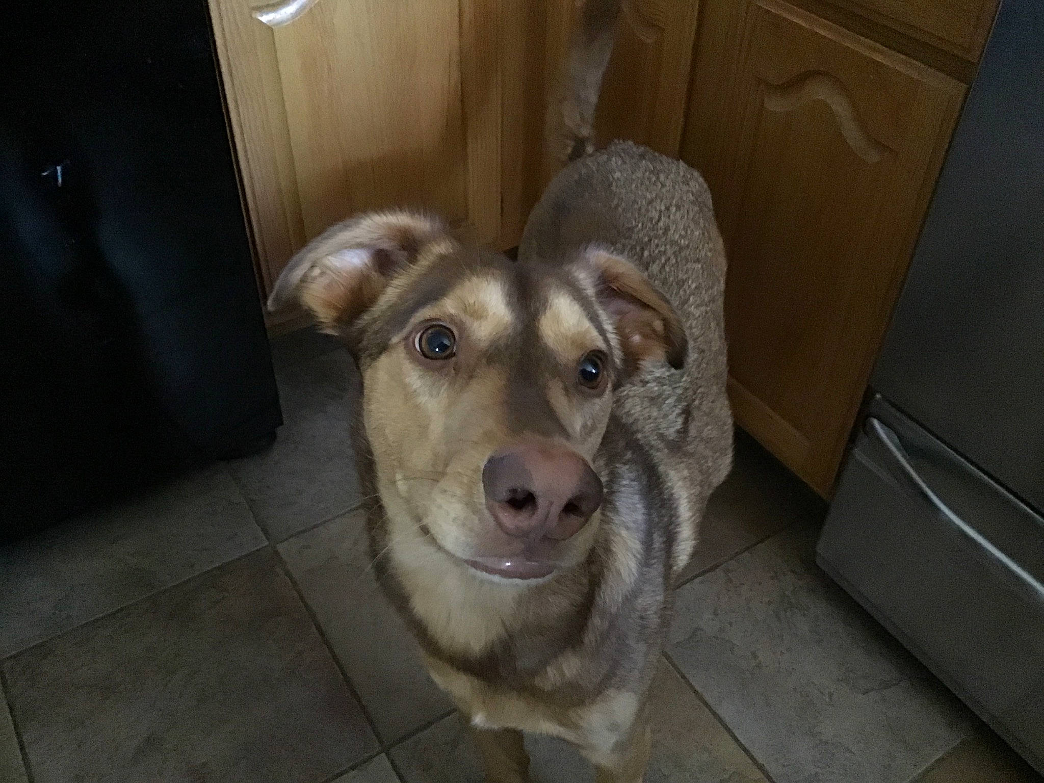 Dexter joined the competition — help win amazing prizes! canidae, carnivore, czechoslovakian_wolfdog, dog, dog_breed, fawn, labrador_husky, mammal, northern_inuit_dog, norwegian_elkhound, rare_breed_dog, saarloos_wolfdog, snout, sporting_group, swedish_vallhund, vertebrate, whiskers, wolfdog, working_dog