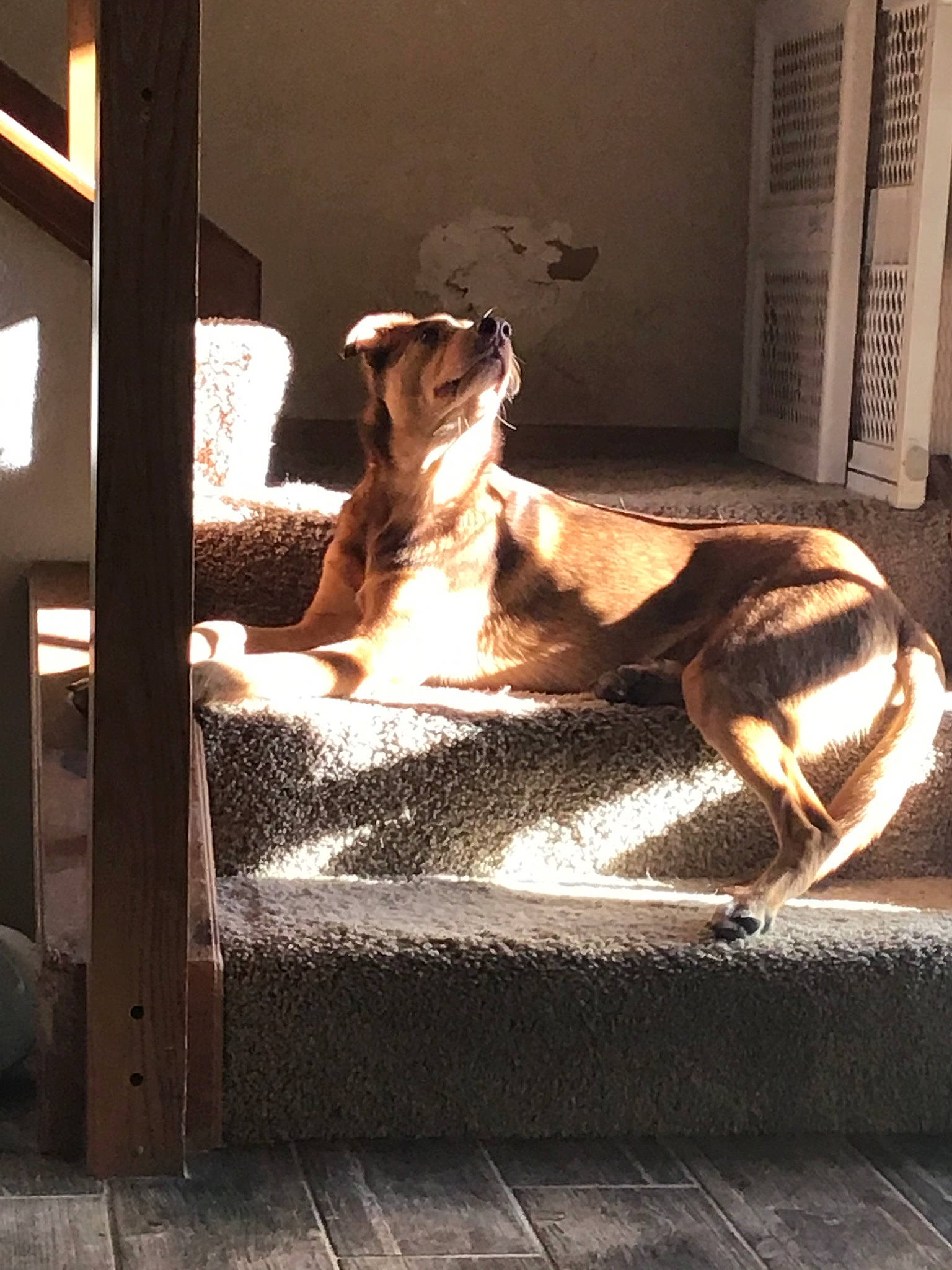 Dexter joined the competition — help win amazing prizes! art, canidae, carnivore, companion_dog, dog, fawn, italian_greyhound, lurcher, sighthound, statue, whippet