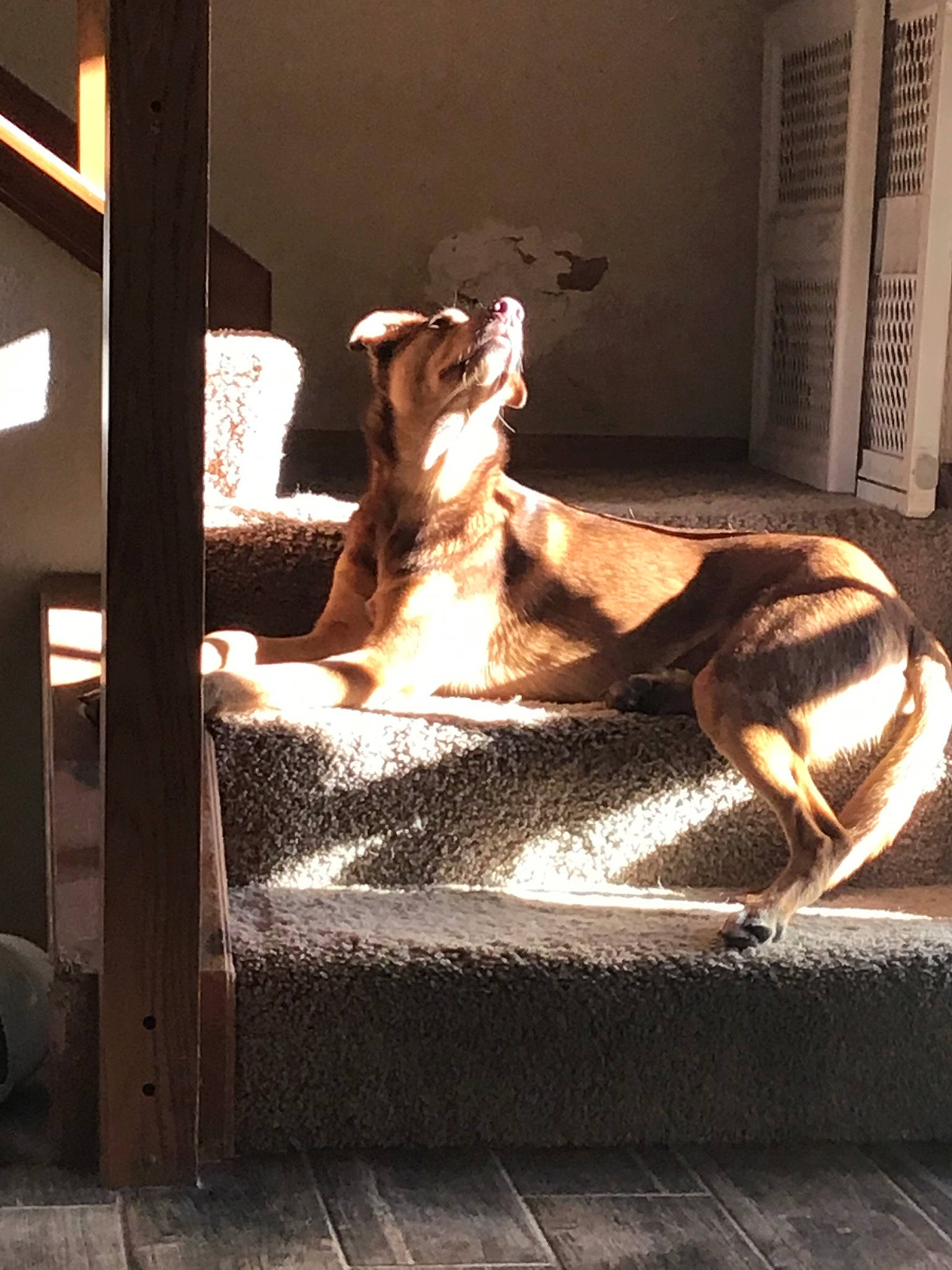 Dexter is registered to the contest to win money with this photo: art, canidae, carnivore, companion_dog, dog, fawn, galgo_espanol, greyhound, italian_greyhound, lurcher, sculpture, sporting_group, statue, whippet