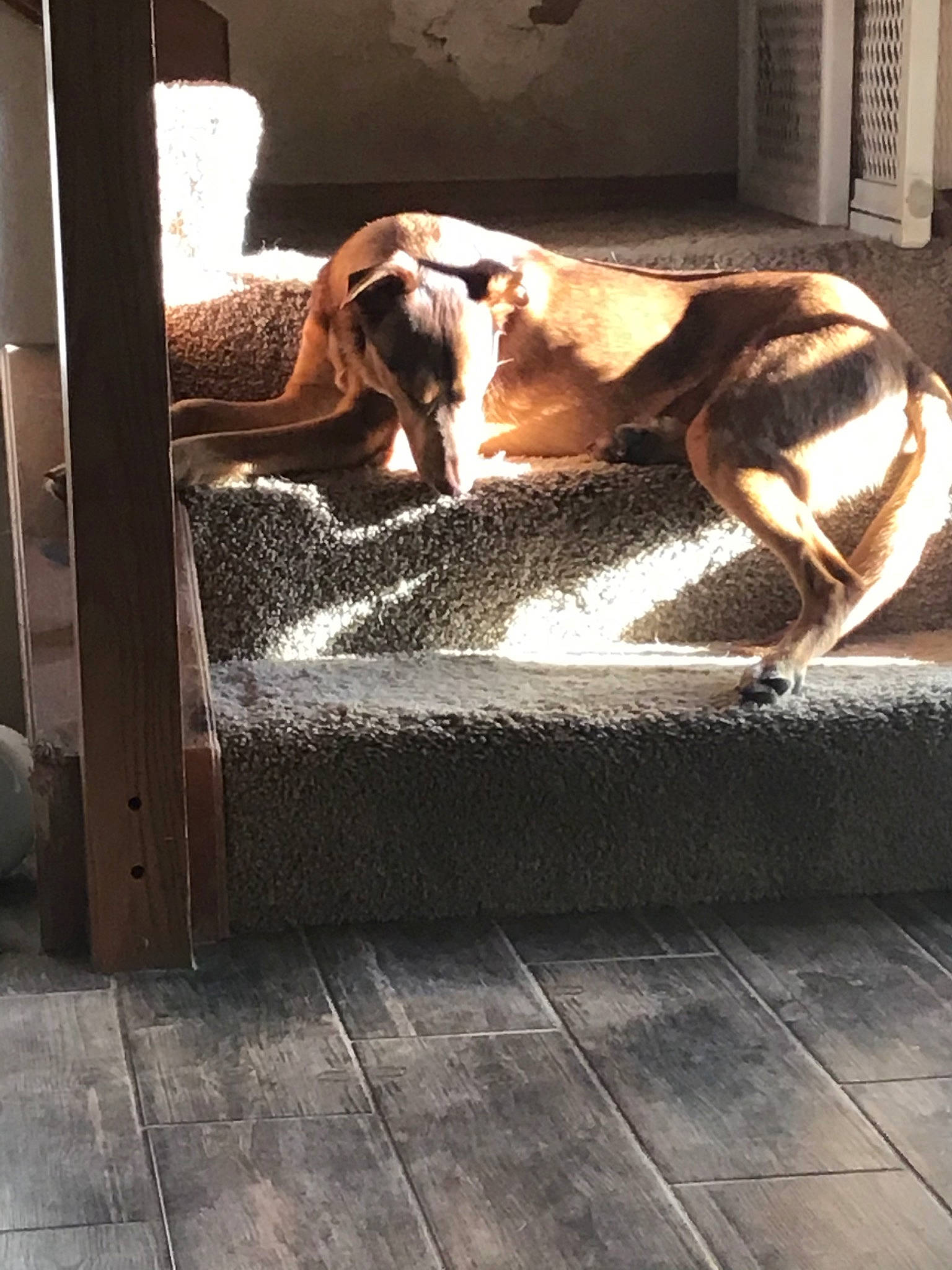 Dexter joined the competition — help win amazing prizes! american_foxhound, basset_artesien_normand, basset_hound, canidae, carnivore, companion_dog, coonhound, dog, dog_breed, english_coonhound, english_foxhound, finnish_hound, floor, flooring, fur, grand_anglo_francais_tricolore, hound, tile, treeing_walker_coonhound, wood