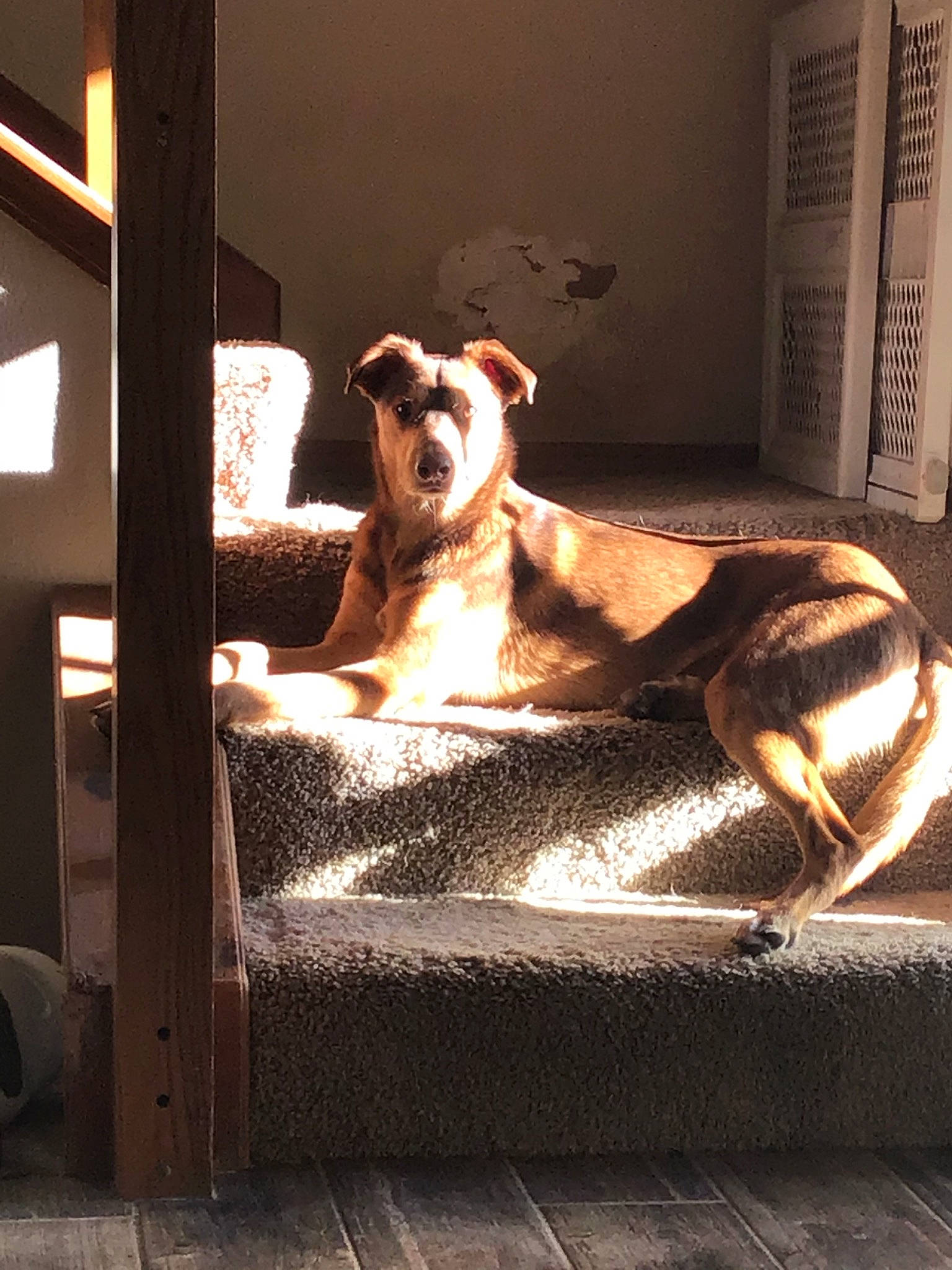 Dexter is registered to the contest to win money with this photo: canidae, carnivore, companion_dog, dog, dog_breed, galgo_espanol, greyhound, lurcher, snout, whippet