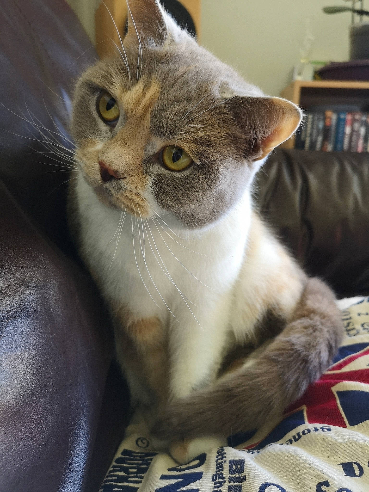 Naïa a rejoint le concours — aidez-le/la à gagner de superbes lots ! bookcase, box, carnivore, cat, cat_furniture, cat_supply, claw, collar, comfort, domestic_short_haired_cat, fawn, felidae, fur, pet_supply, shelf, small_to_medium_sized_cats, snout, whiskers