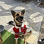 dog, canine, pet, smiling, sitting, costume, christmas_outfit, red_clothing, outdoor, garden, patio, stone_path, artificial_grass, sunlight, collar, toy, decorations, shoe, happy, festive