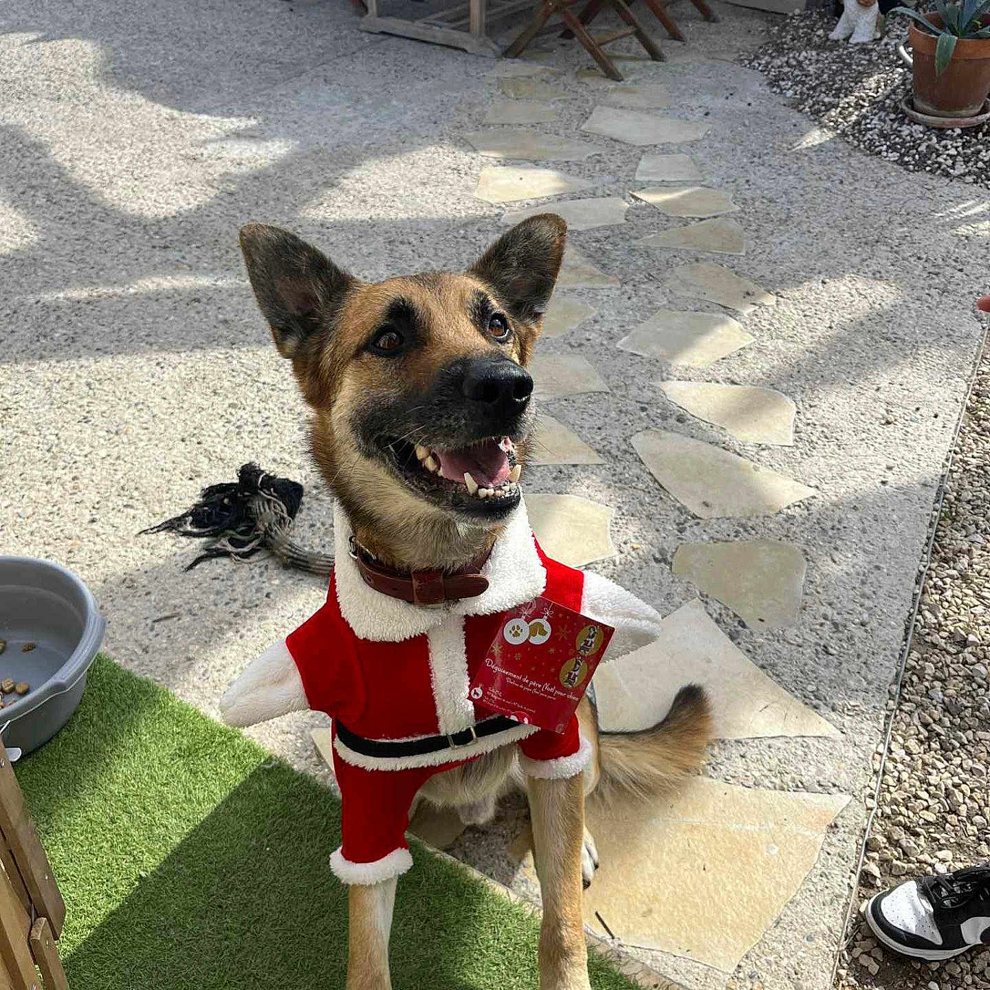 Orus participe au concours pour gagner de l'argent avec cette photo : artificial_grass, canine, christmas_outfit, collar, costume, decorations, dog, festive, garden, happy, outdoor, patio, pet, red_clothing, shoe, sitting, smiling, stone_path, sunlight, toy