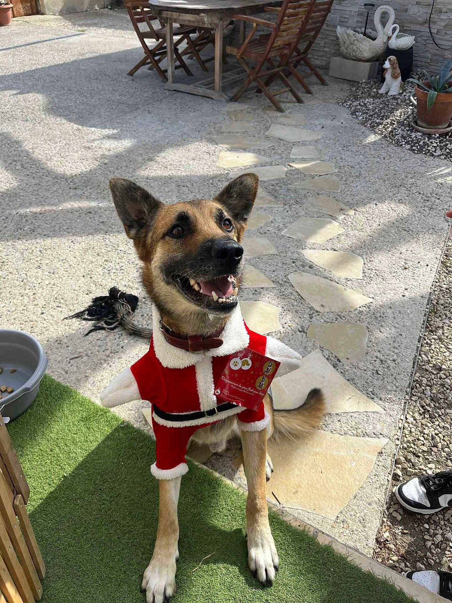 Orus participe au concours pour gagner de l'argent avec cette photo : dog, canine, pet, smiling, sitting, costume, christmas_outfit, red_clothing, outdoor, garden, patio, stone_path, artificial_grass, sunlight, collar, toy, decorations, shoe, happy, festive