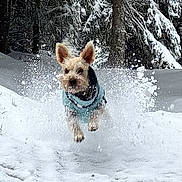 Jazz participe au concours pour gagner de l'argent avec cette photo : dog, snow, winter, outdoors, jumping, running, airborne, snow_spray, snowy_forest, trees, evergreen, animal, pet, blue_coat, wet_fur, ears, action, motion, landscape, adventure