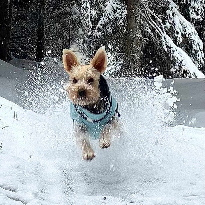 Jazz participe au concours pour gagner de l'argent avec cette photo : dog, snow, winter, outdoors, jumping, running, airborne, snow_spray, snowy_forest, trees, evergreen, animal, pet, blue_coat, wet_fur, ears, action, motion, landscape, adventure