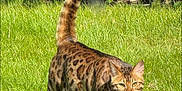Simba joined the competition — help win amazing prizes! cat, bengal_cat, animal, pet, outdoor, grass, greenery, nature, sunlight, walking, tail, feline, spotted, fur, alert, mammal, domestic_cat, wild_look, whiskers, ears