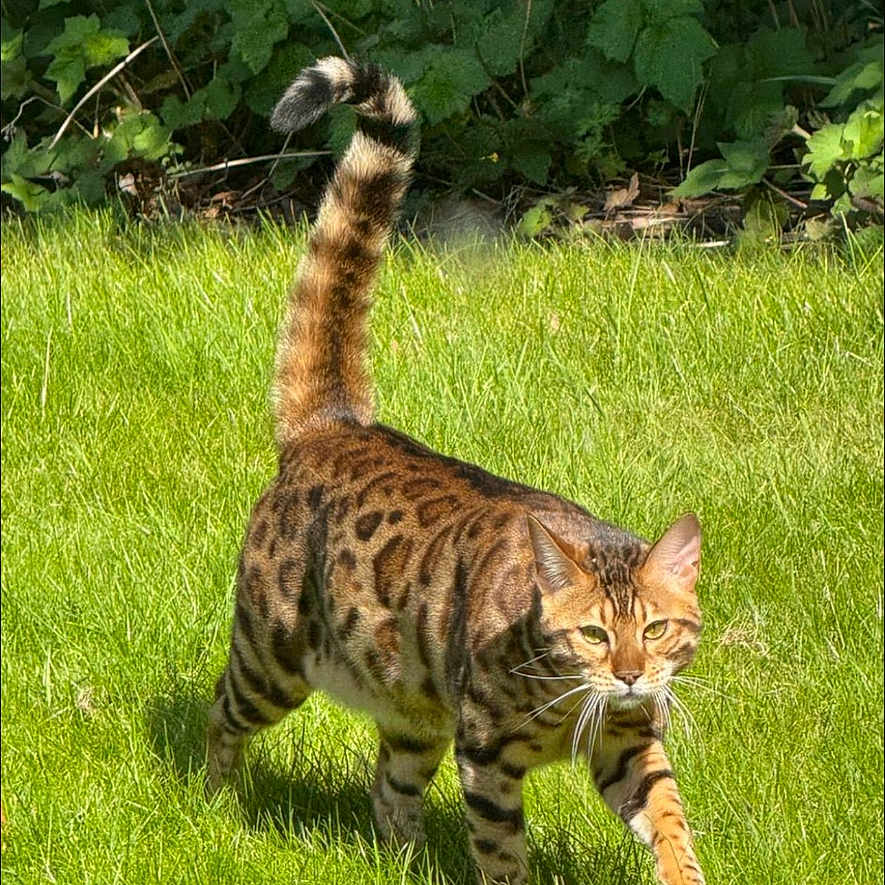 Simba is registered to the contest to win money with this photo: alert, animal, bengal_cat, cat, daylight, eyes, fur, garden, grass, greenery, mammal, nature, outdoor, pet, spotted, striped, sunlight, tail, walking, whiskers