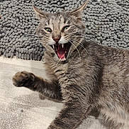 Pickles is registered to the contest to win money with this photo: animal, carpet, cat, ears, face, feline, floor, fluffy, gray_fur, green_eyes, indoor, lying_down, open_mouth, paw, pet, portrait, tabby, teeth, tongue, whiskers